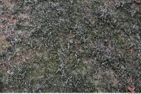 frozen grass 0002